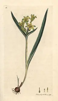 Lutea: Yellow star of Bethlehem, Gagea lutea