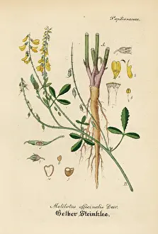 Melilotus: Yellow sweet clover or melilot, Melilotus officinalis