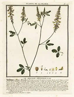 18th Century: Yellow sweet clover, yellow melilot, ribbed melilot