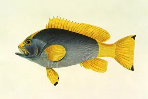 Whitchurch: Yellow Tail Rockcod