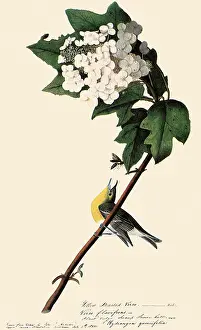 Vireo: Yellow-throated Vireo