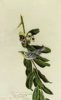 Ripe: Yellow-Throated Warbler