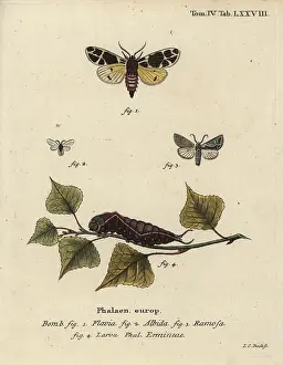 Silkworm: Yellow tiger moth, white ermine larva, etc