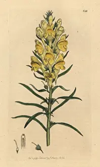 Linaria: Yellow toad-flax, Linaria vulgaris