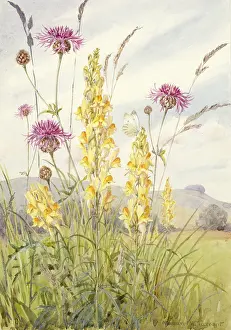 Settings: Yellow Toadflax in a landscape setting