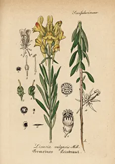 Linaria: Yellow toadflax, Linaria vulgaris