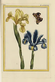 Jaune: Yellow and violet iris varieties, Iris germanica