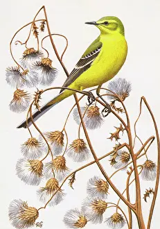 Perch: Yellow Wagtail