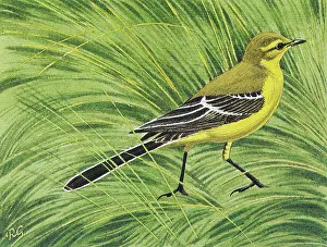 Wagtail: Yellow Wagtail