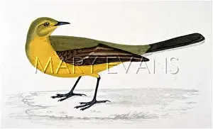 Motacilla: YELLOW WAGTAIL (MORRIS)