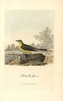 Flava: Yellow wagtail, Motacilla flava