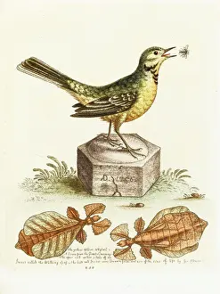 Wagtail: Yellow Wagtail and the walking leaf