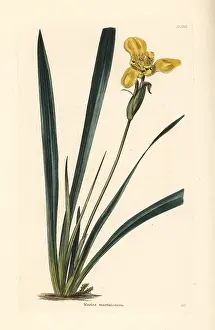 Marica: Yellow walking iris, Trimezia martinicensis