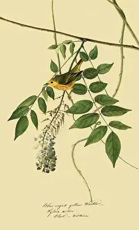 Wisteria: Yellow Warbler