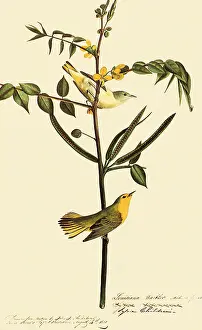 Warbler: Yellow Warbler, Dendroica petechia