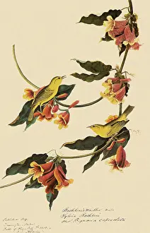 Warbler: Yellow Warbler, Dendroica petechia