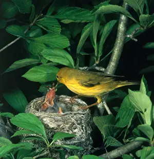 Nestling: Yellow Warbler Feeding Nestlings