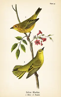 Blackcap: Yellow warbler, Setophaga petechia
