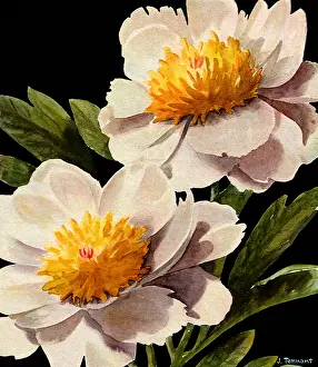 Centers: Yellow and White Flowers