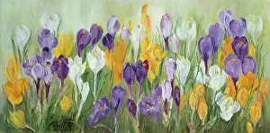 Doreen: Yellow, white and purple crocuses