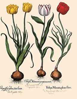Tulips: Yellow, White and Red Tulips