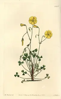 Oxalis: Yellow woodsorrel, Oxalis micrantha