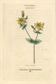 Perfoliata: Yellow-wort, Blackstonia perfoliata