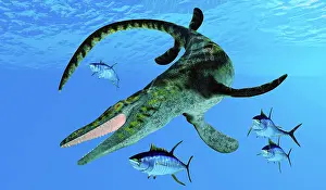 Hungry: Yellowfin tuna scatter as a Tylosaurus swims after them