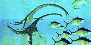Hungry: Yellowfin tuna try to escape the jaws of two Elasmosaurus