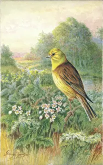 Rankin: Yellowhammer