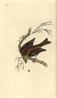 Emberiza: Yellowhammer, Emberiza citrinella