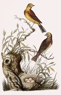 Christiaan: Yellowhammer, Emberiza citrinella