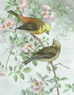 Hopking: Two Yellowhammers on a branch of wild rose