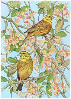 Honeysuckle: Two Yellowhammers on Honeysuckle