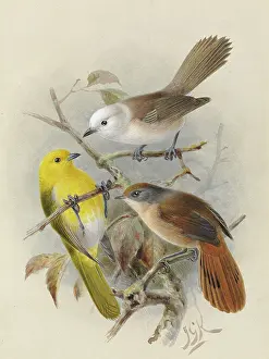 Gerrard: Yellowhead, Whitehead, Brown Creeper
