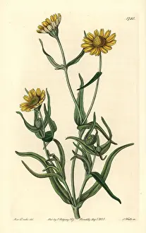 Goldfields: Yellowray goldfields, Lasthenia glabrata