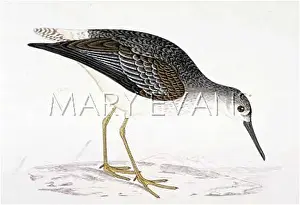 Flavipes: YELLOWSHANK (MORRIS)