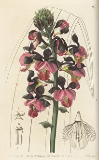John Lindley: Yellowspike orchid, Polystachya elastica