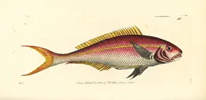 Snapper: Yellowtail snapper, Ocyurus chrysurus
