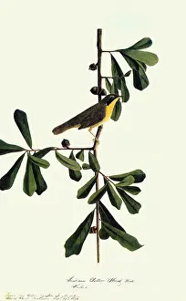 Geothlypis: Yellowthroat, Geothlypis trichas