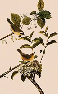 Geothlypis: Yellowthroat, Geothlypis trichas