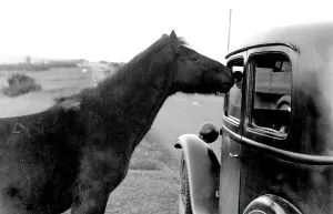Yelverton: Yelverton, Dartmoor Ponies c1955