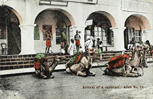 Yemeni: Yemen - Arrival of a camel caravan, Aden