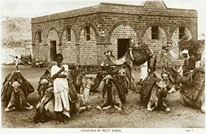 Yemeni: Yemen - Camel Caravan at Rest, Aden