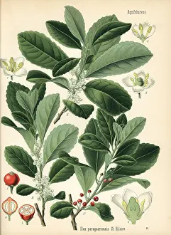 Ilex: Yerba mate, Ilex paraguariensis