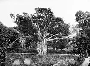 Aldworth: Yew tree at Aldworth