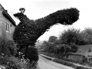 Eyesore: YEW TREE BIRD