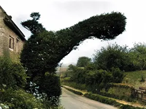 Eyesore: YEW TREE BIRD
