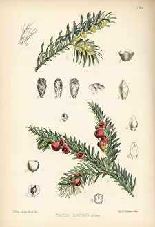 Taxus: Yew tree, Taxus baccata