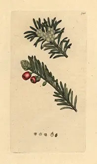 Taxus: Yew tree, Taxus baccata